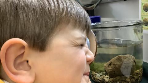 Boy looking at tadpoles with magnifying glass