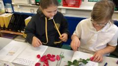 Flower investigation counting petals 