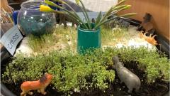 Growing Plants Experiment