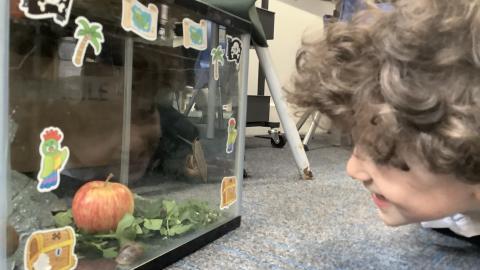 Boy looking at a snail tank