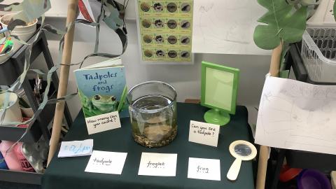 Tadpoles in a jar