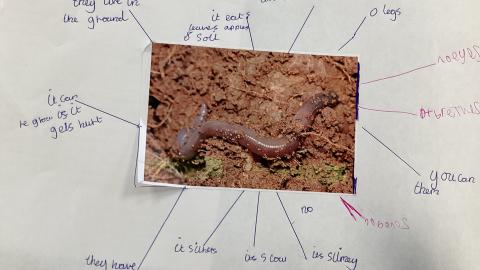 Description of worms