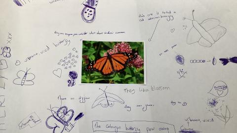 Descriptions about butterflies