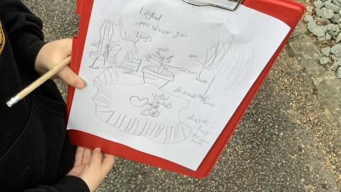 A scientific sketch of the plants the pupils were observing