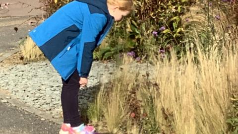A class 3 child closely observing a plant at Harlow Carr