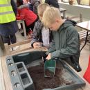 Pupils planting their seeding in plant pots that will grow into green manure